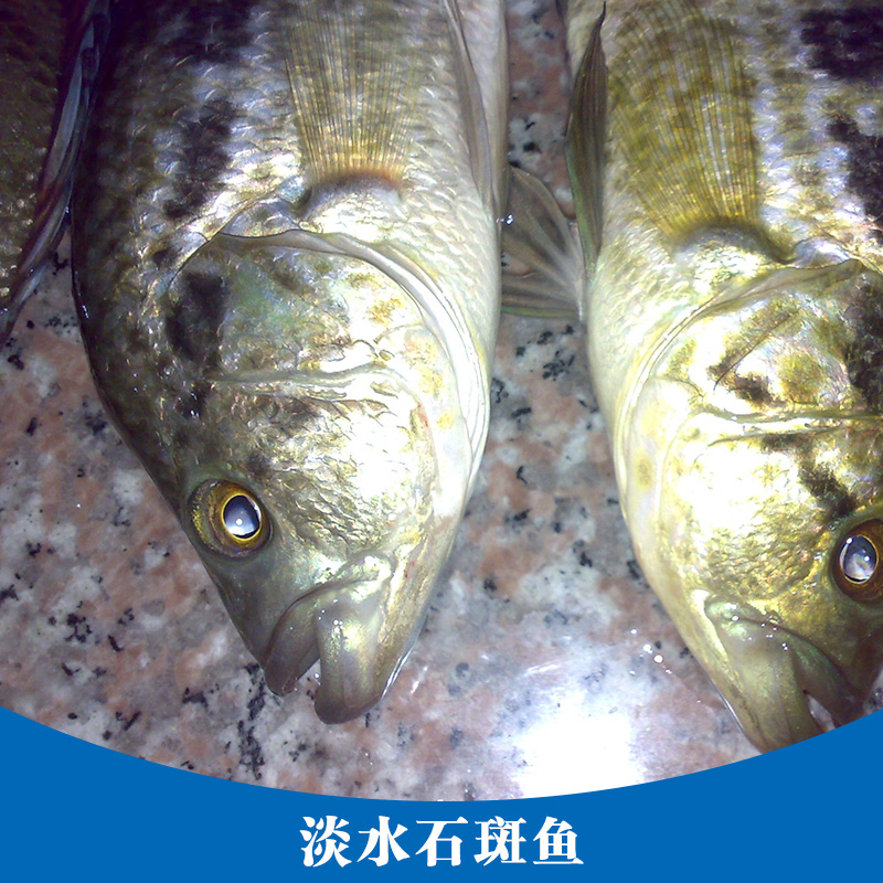 淡水石斑魚產(chǎn)品 石斑魚魚苗養(yǎng)殖場 淡水魚魚苗 淡水石斑魚魚苗