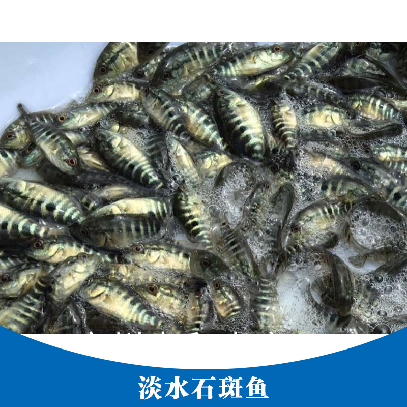 淡水石斑魚產(chǎn)品 石斑魚魚苗養(yǎng)殖場 淡水魚魚苗 淡水石斑魚魚苗
