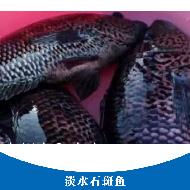 淡水石斑魚產(chǎn)品 石斑魚魚苗養(yǎng)殖場 淡水魚魚苗 淡水石斑魚魚苗
