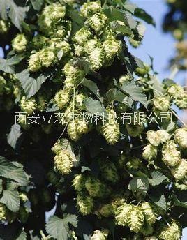 啤酒花提取物 黃腐醇 黃腐酚  黃腐酚 黃腐醇  啤酒花提取物 腐酚