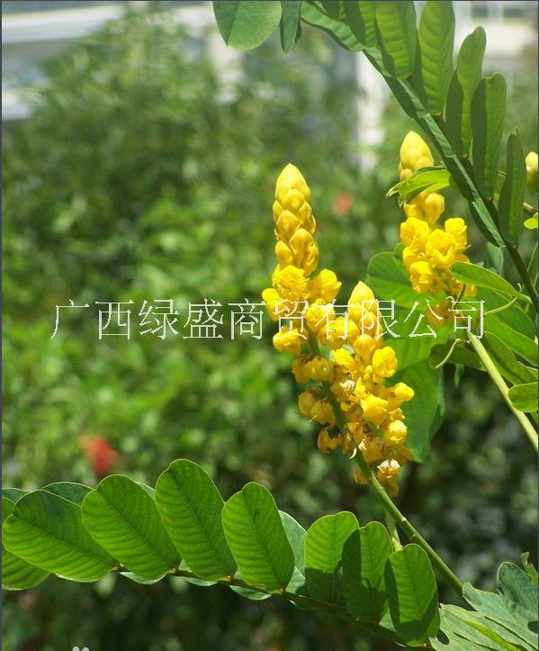 供應(yīng)鉄刀木小苗及種子