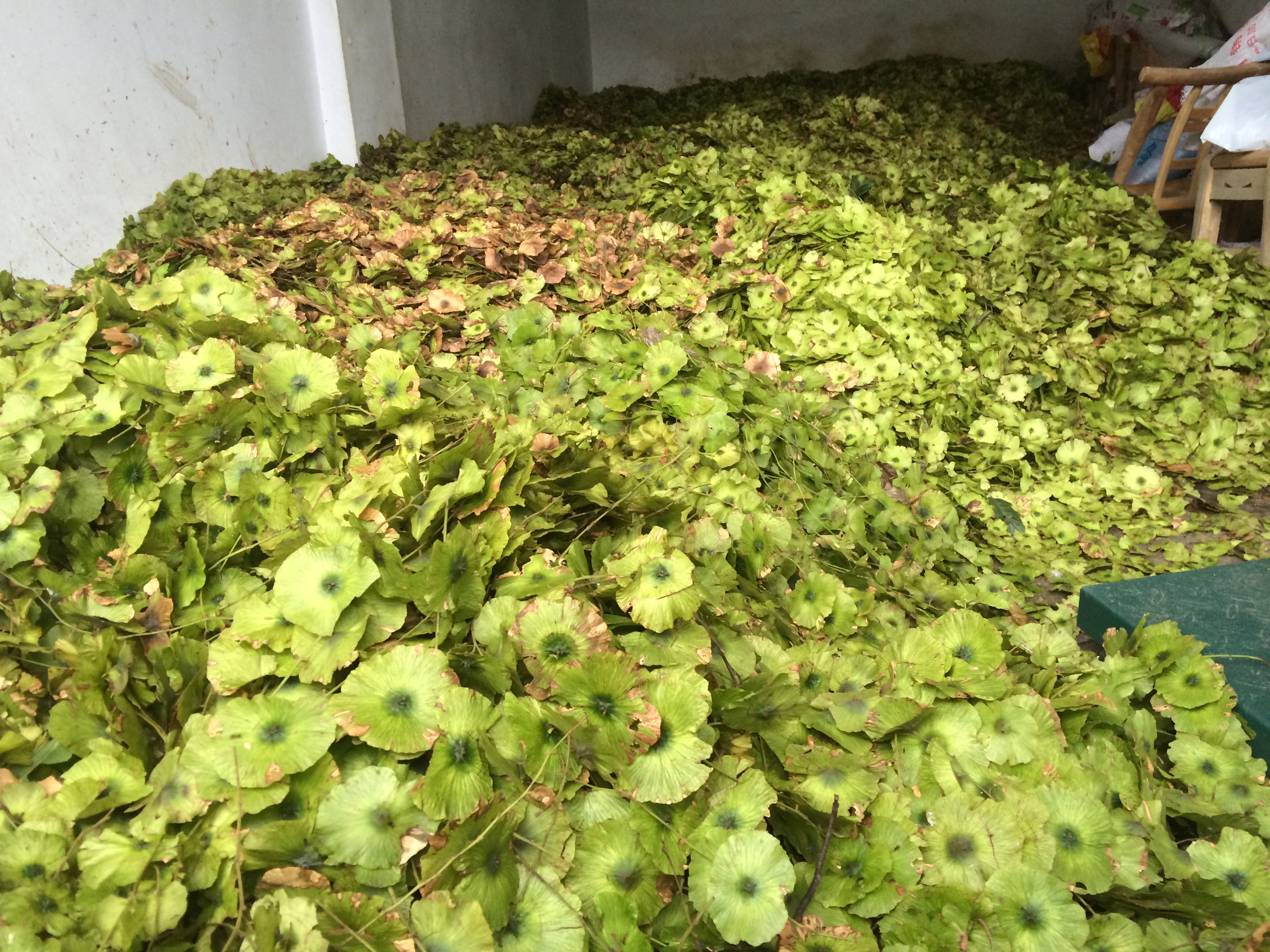 青錢柳種子 青錢柳種子價格 青錢柳種子供應(yīng)商 湖北青錢柳種子