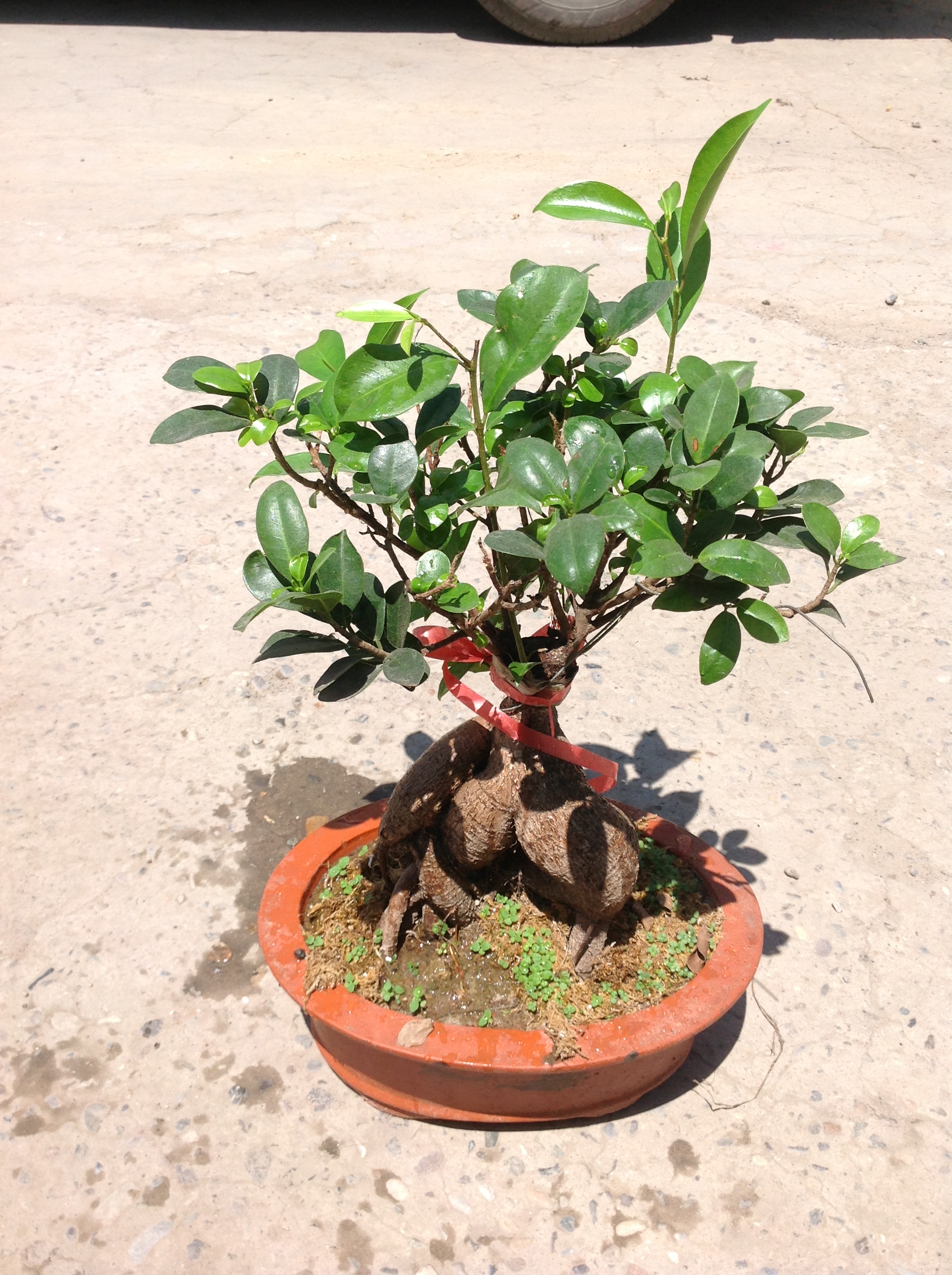 供應(yīng)綠植租賃北京花卉出租綠植租擺 北京綠植租賃北京花卉出租綠植租擺