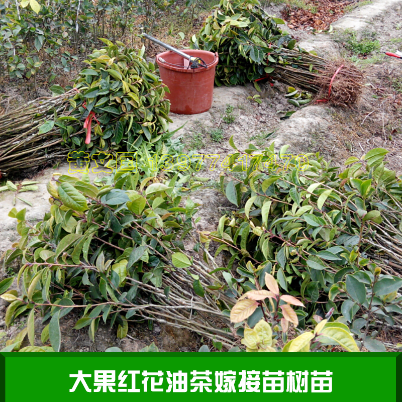 大果紅花油茶嫁接苗樹苗 廣西藤縣大果紅花油茶 藤縣大果紅花茶樹苗 大果紅花油茶種苗