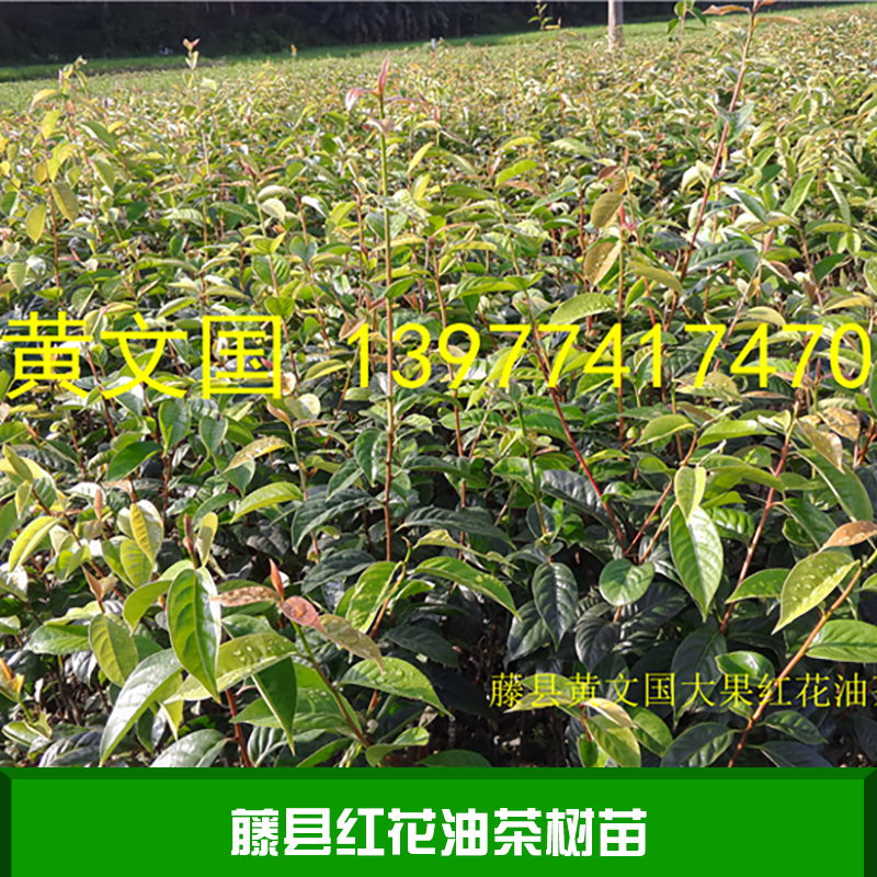 藤縣紅花油茶樹苗產(chǎn)品 廣西紅花油茶樹苗 紅花油茶樹苗供應(yīng)商 紅花油茶樹苗價格