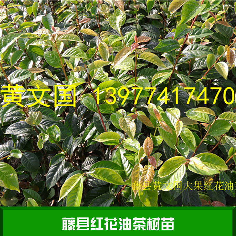 藤縣紅花油茶樹苗產(chǎn)品 廣西紅花油茶樹苗 紅花油茶樹苗供應(yīng)商 紅花油茶樹苗價格