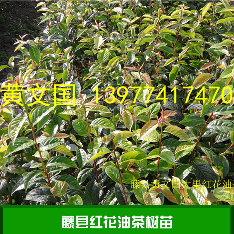 藤縣紅花油茶樹苗產(chǎn)品 廣西紅花油茶樹苗 紅花油茶樹苗供應(yīng)商 紅花油茶樹苗價格