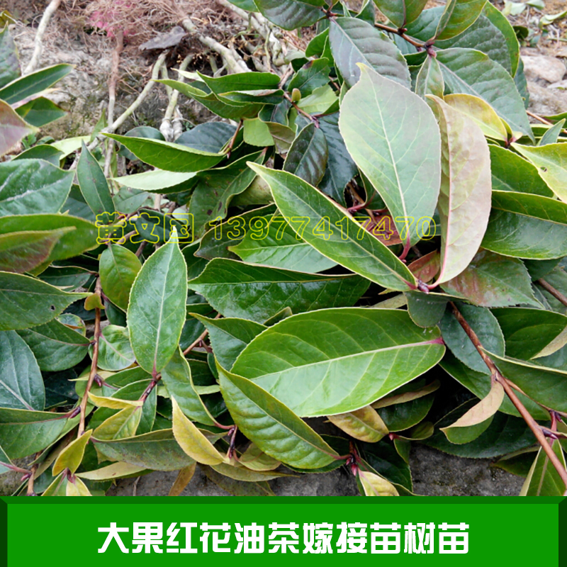 大果紅花油茶嫁接苗樹苗 廣西藤縣大果紅花油茶 藤縣大果紅花茶樹苗 大果紅花油茶種苗