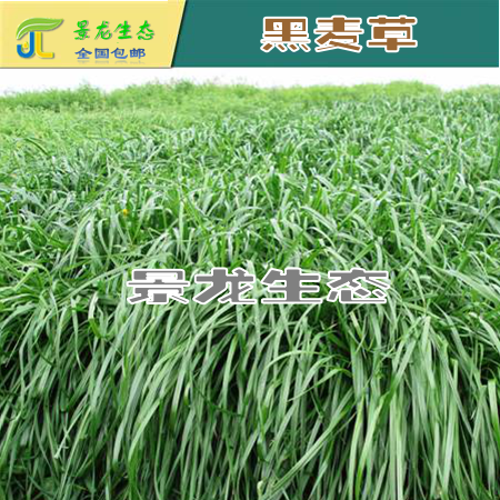 廣西邊坡綠化|廣西灌木種子|廣西黑麥草|南寧黑麥草