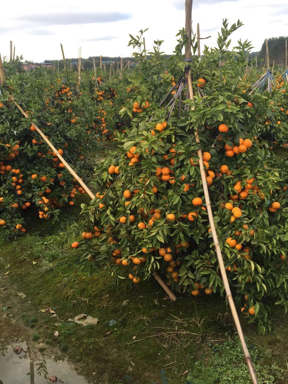 廣西沃柑苗那家好、廣西沃柑苗那好
