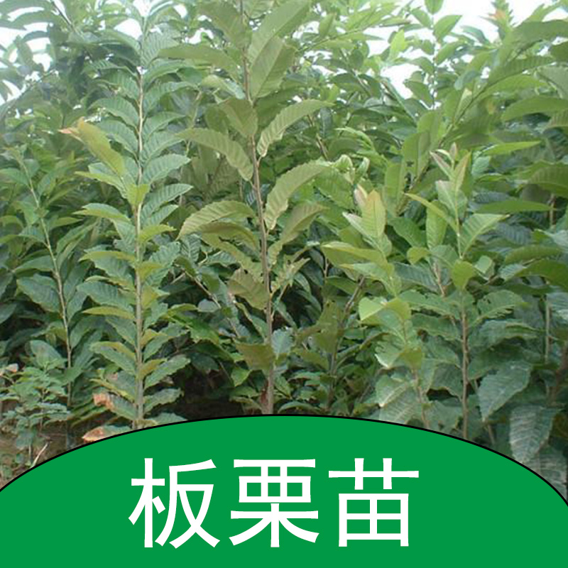 板栗苗 板栗幼苗 板栗樹苗 板栗苗廠家