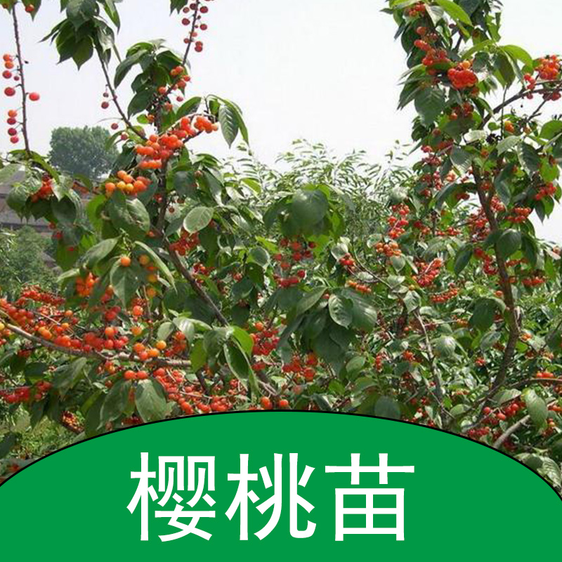 櫻桃苗 櫻桃幼苗 櫻桃樹苗 櫻桃小苗