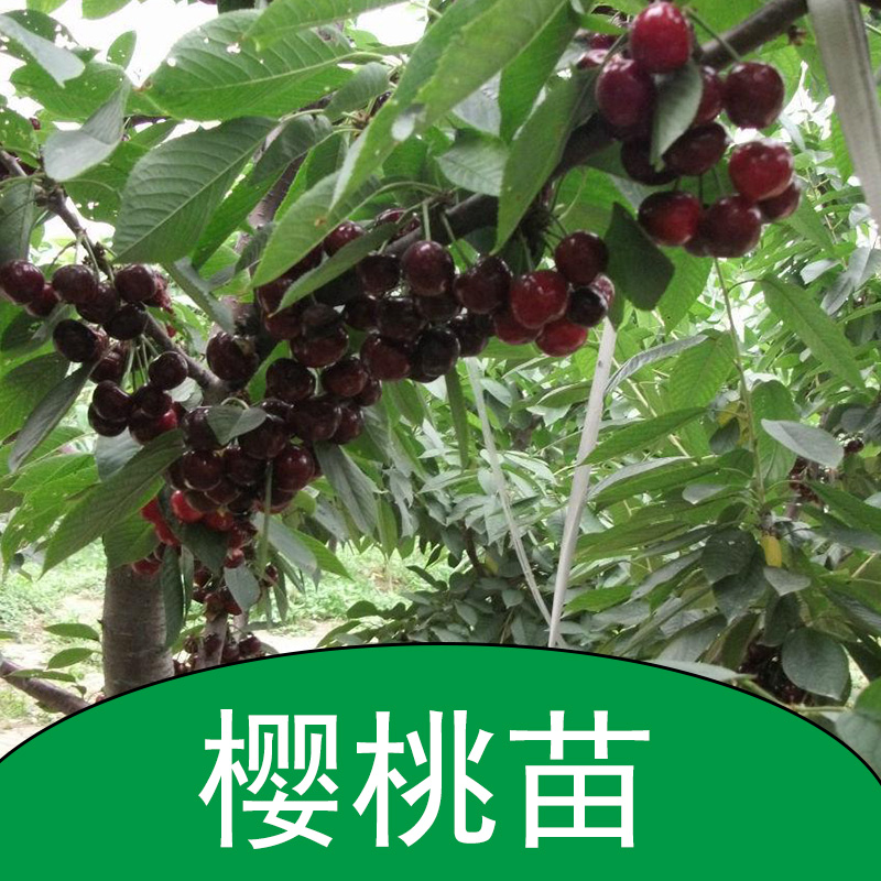 櫻桃苗 櫻桃幼苗 櫻桃樹苗 櫻桃小苗