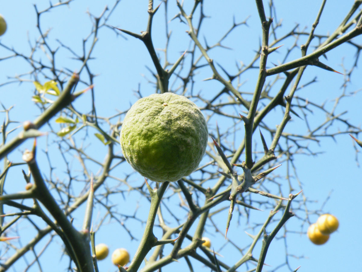 40公分枸橘多少錢？