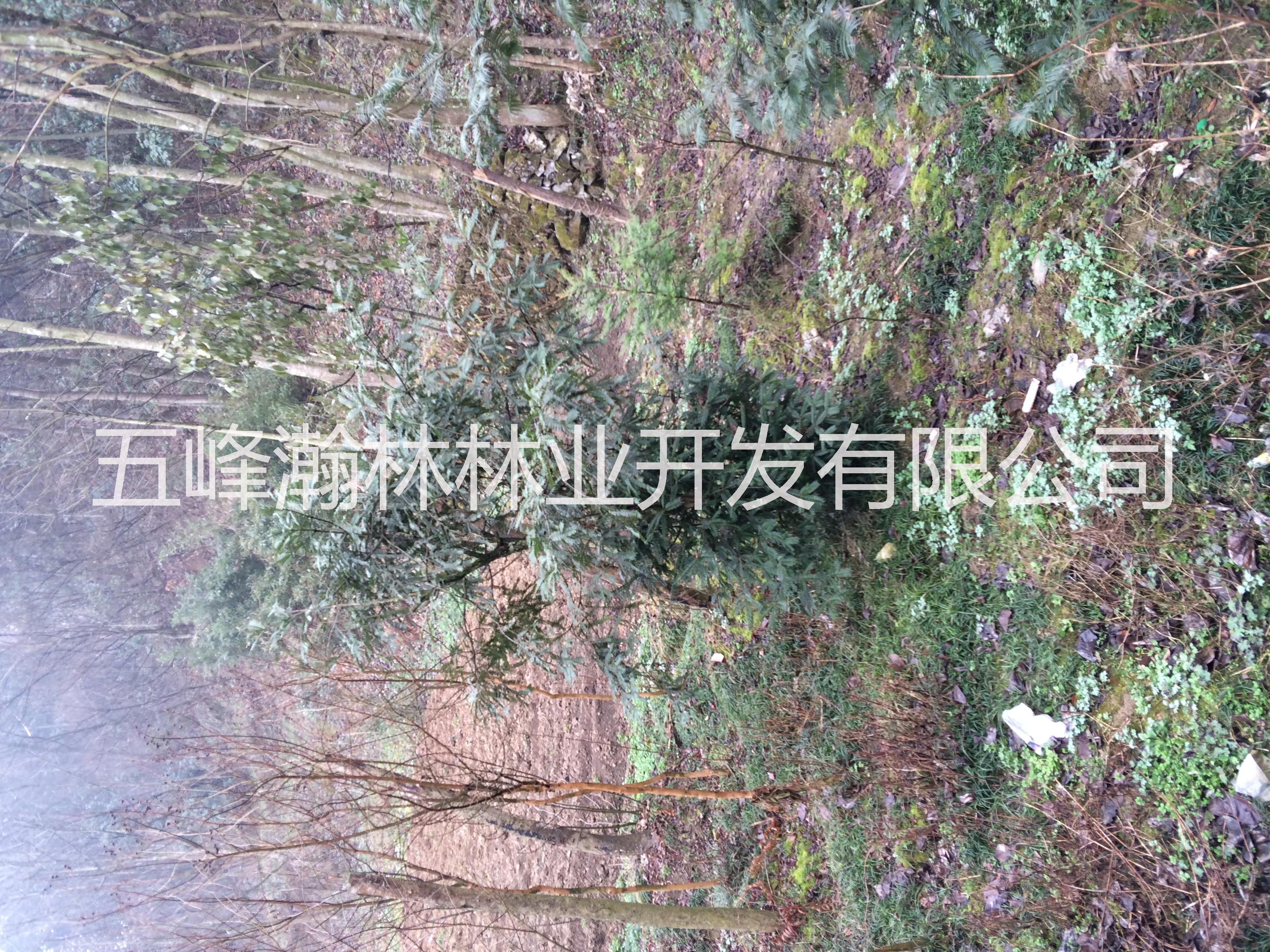 供應(yīng)粗榧苗/鄂西粗榧苗/粗榧杉苗