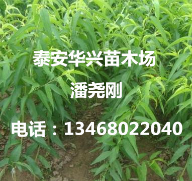 桃樹占地苗價(jià)格 桃樹苗基地