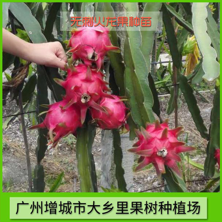 無刺火龍果 專業(yè)無刺火龍果種植 大鄉(xiāng)里無刺火龍果廠家 無刺火龍果種植基地