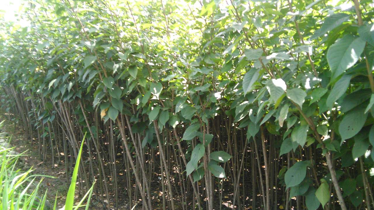 櫻花苗圃 成都櫻花批發(fā) 成都櫻花基地