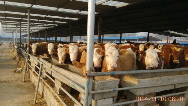 供應(yīng)純種黑頭杜泊羊種公羊價格