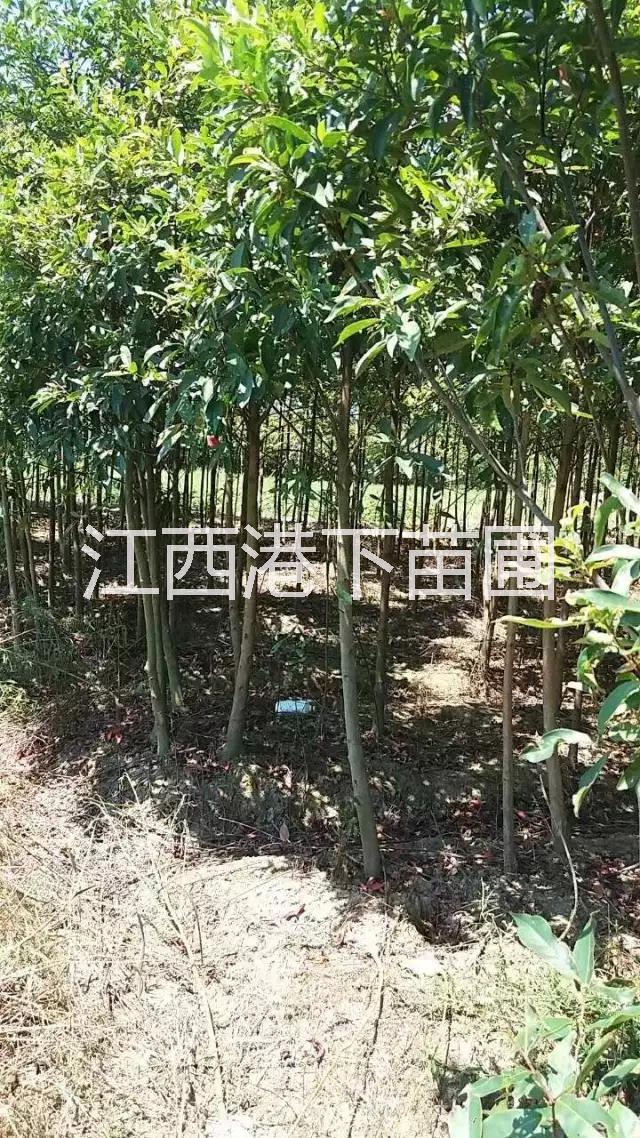 供應(yīng)胡枝子苗/胡枝子基地/胡枝子價(jià)格