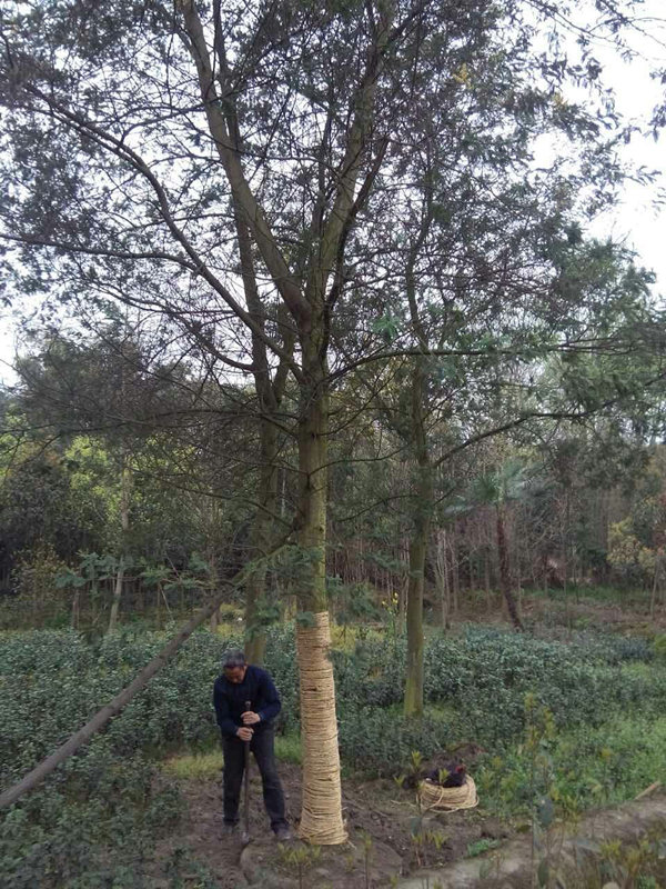 *金合歡 * 批發(fā)價出售
