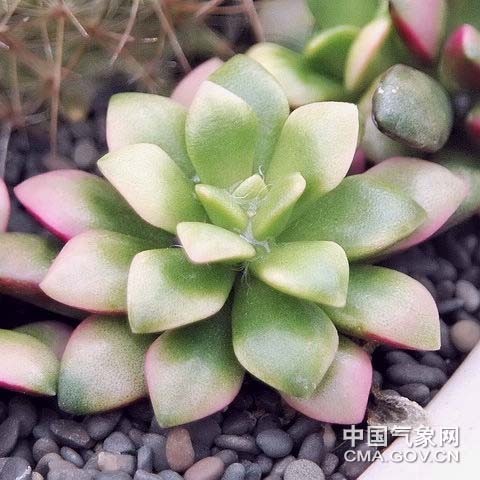 河南鄭州屋頂綠化設計  陽光房設計 噴泉小木屋設計 河南鄭州專業(yè)屋頂綠化設計