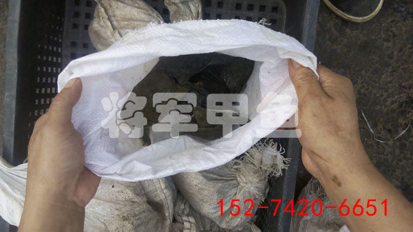 湖南漢壽縣冷水中華鱉甲魚苗養(yǎng)殖基地