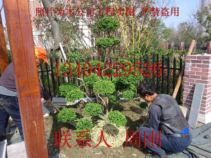 供應(yīng)蘇州綠化公司蘇州化公司景觀綠  蘇州綠化公司蘇州景觀綠化公司