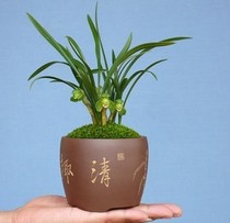 蘭花，供應(yīng)蘭花，租聘蘭花