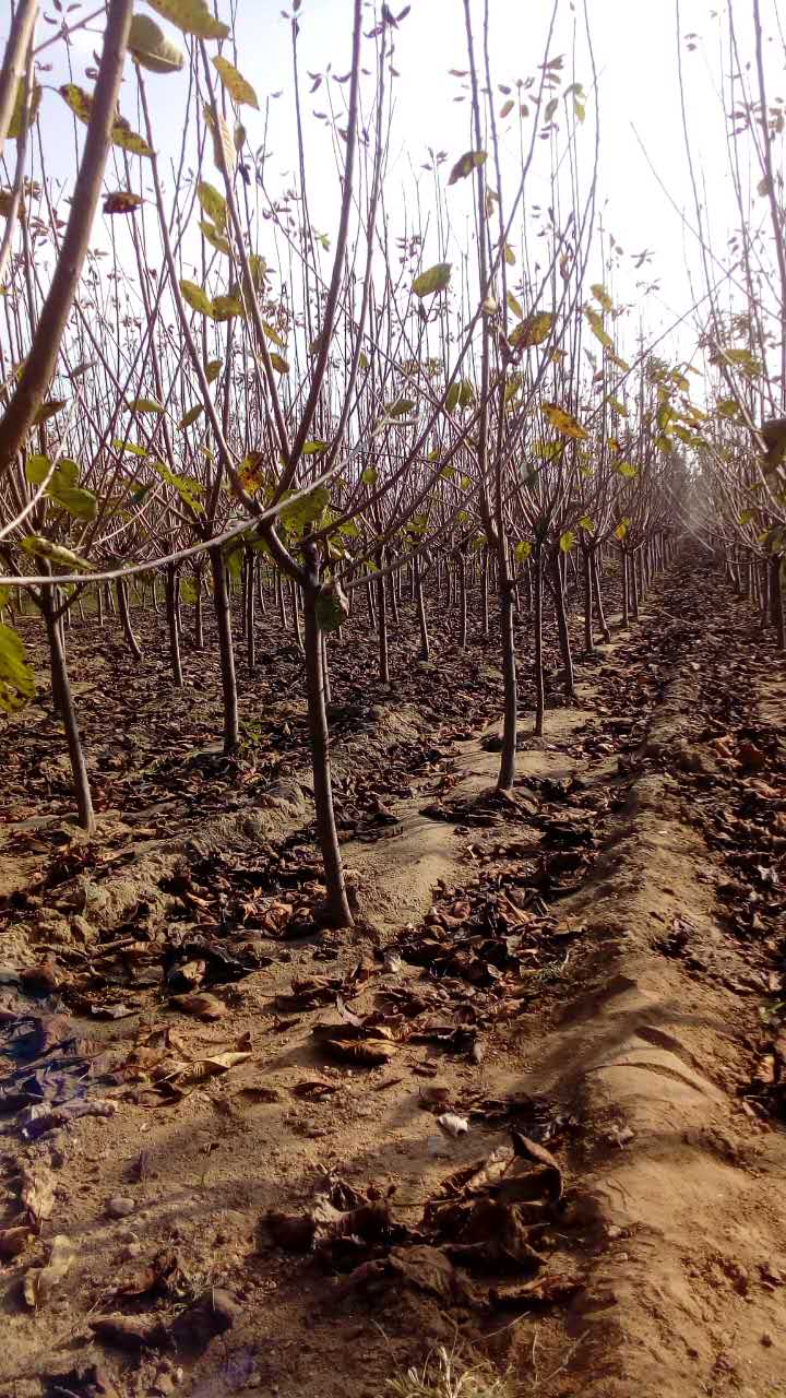 櫻桃，櫻桃苗木