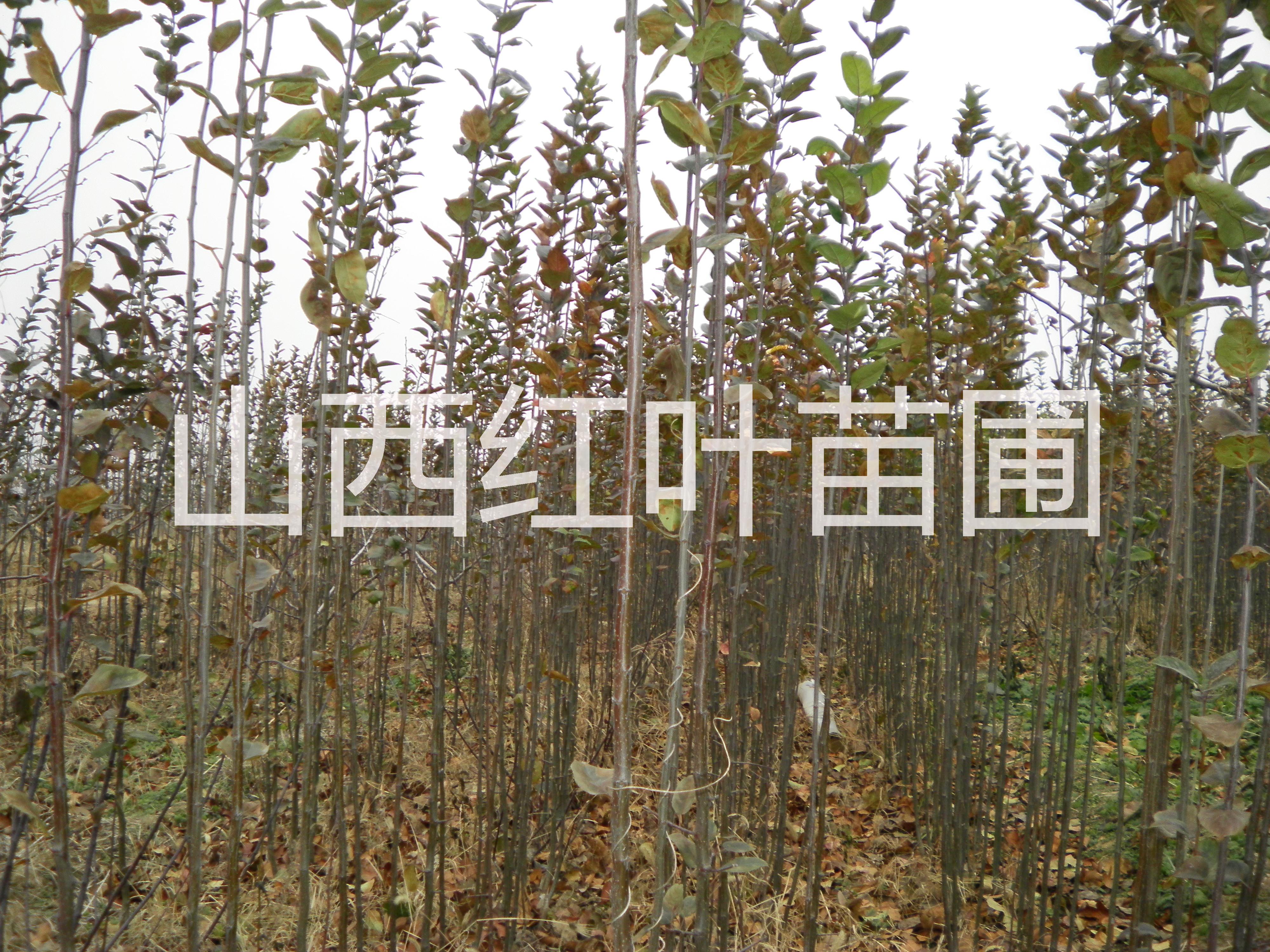 河北蘋果苗一顆多少錢，河北蘋果苗種植基地