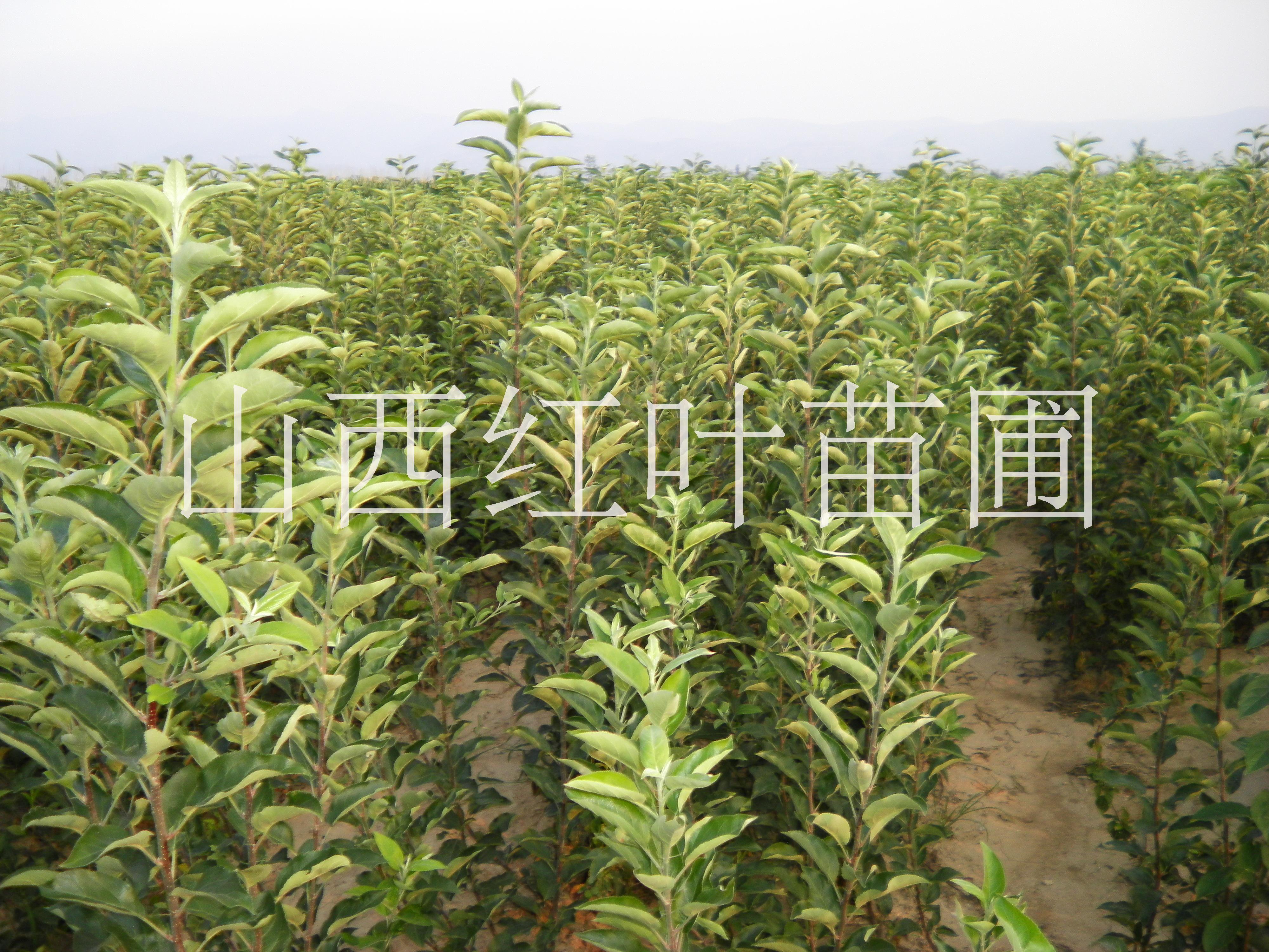 河北蘋果苗一顆多少錢，河北蘋果苗種植基地