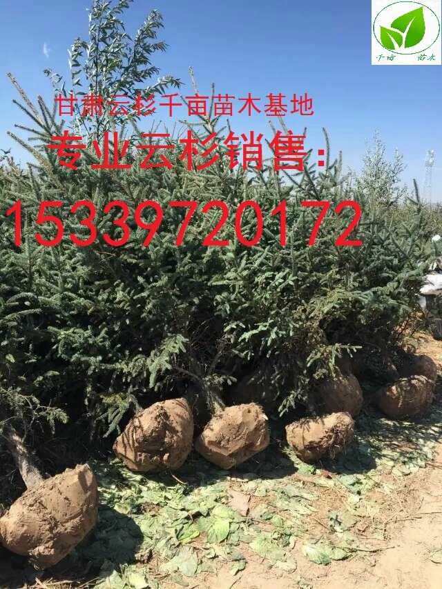 甘肅云杉，甘肅云杉樹苗、云杉價格 甘肅云杉、云杉在哪里、定西云杉多