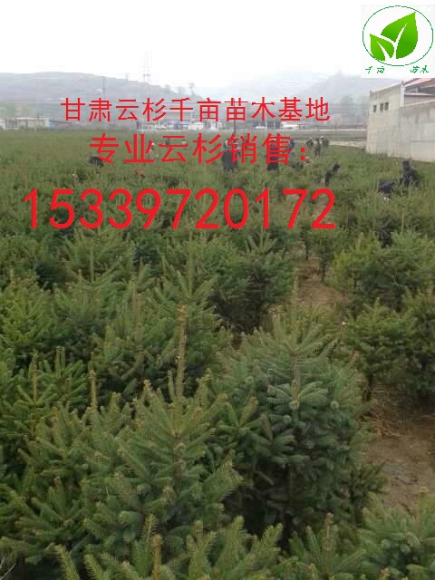 甘肅云杉，、西北云杉、、甘肅云杉樹(shù)苗，青海云杉、甘肅云杉樹(shù)苗產(chǎn)地在哪里
