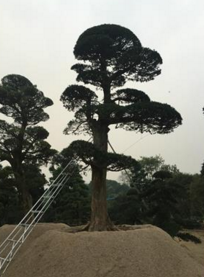 廠家直銷*日本羅漢松樹*15至70公分批發(fā)羅漢松求購羅漢松 羅漢松樹精15至70公分