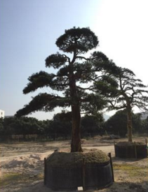 廠家直銷*日本羅漢松樹*15至70公分批發(fā)羅漢松求購羅漢松 羅漢松樹精15至70公分