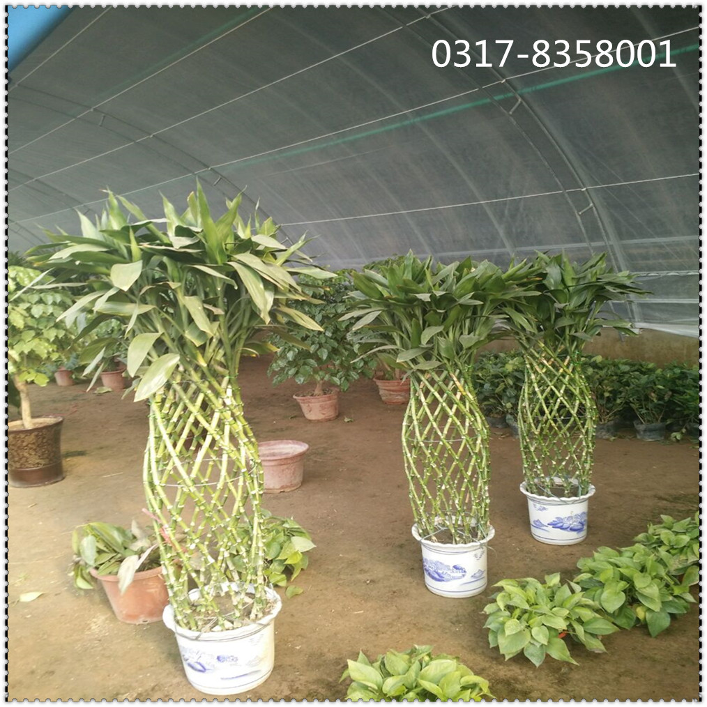 新旺興農(nóng)種植大棚8122春秋大棚建設(shè)生產(chǎn)