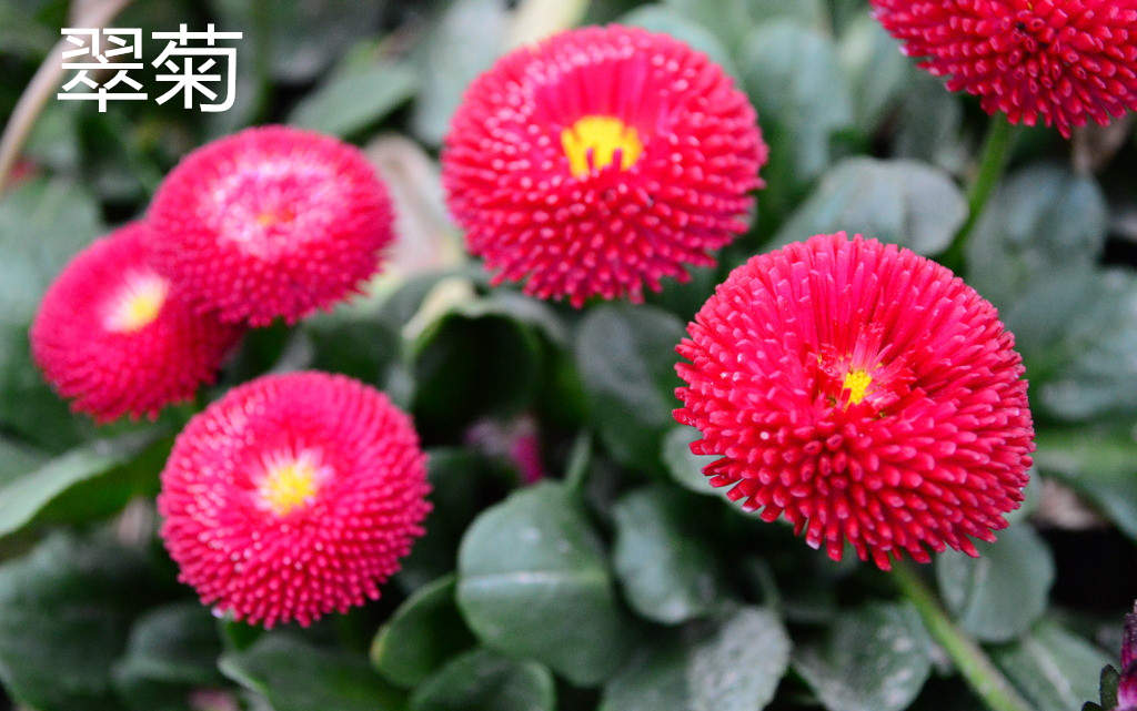 銅川松果菊的種子價格