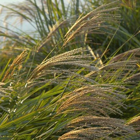 魯冰花.混色怎么種