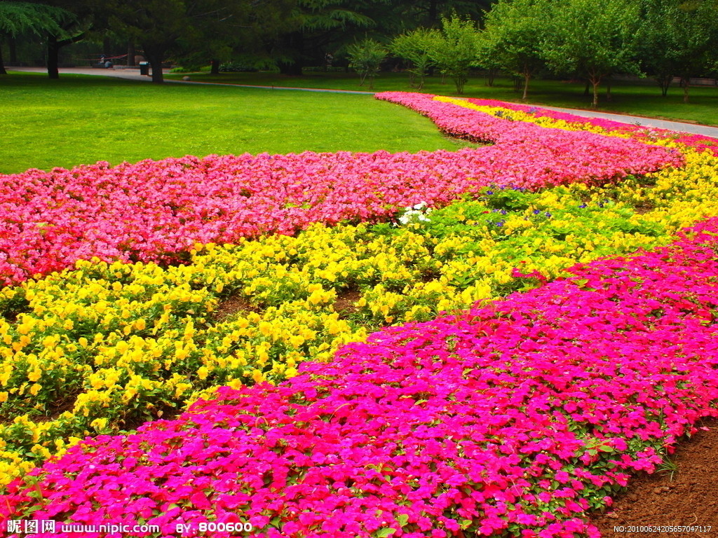 畢節(jié)百日草的種子價格
