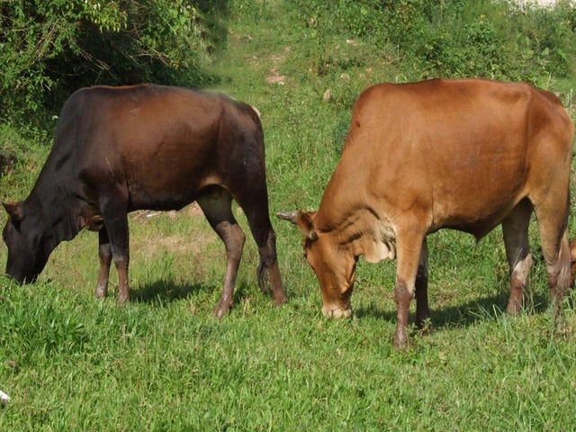 隱居山原生態(tài)黃牛