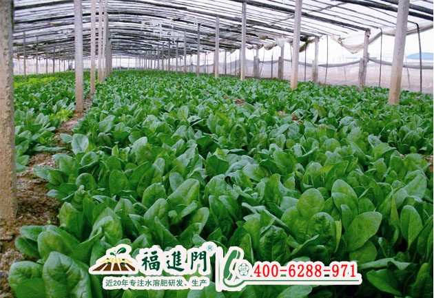 菠菜用福進(jìn)門大量元素水溶肥*沒錯！