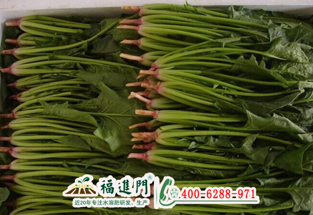 菠菜用福進(jìn)門大量元素水溶肥*沒錯！