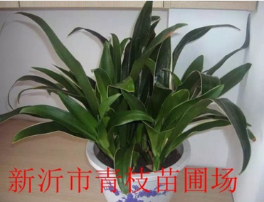 批發(fā)綠化苗木花卉花灌木室內(nèi)盆栽 中華萬年青 中華萬年青盆栽盆景