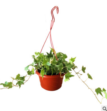 苗圃產(chǎn)地直銷花卉室內(nèi)盆栽植物常春藤 批發(fā)青葉常春藤