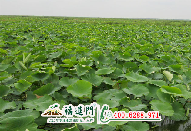福進(jìn)門水溶肥在蓮藕上如何施用？