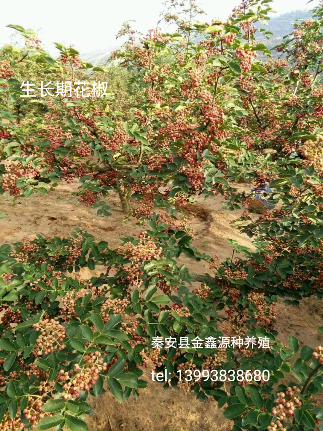秦安大紅袍