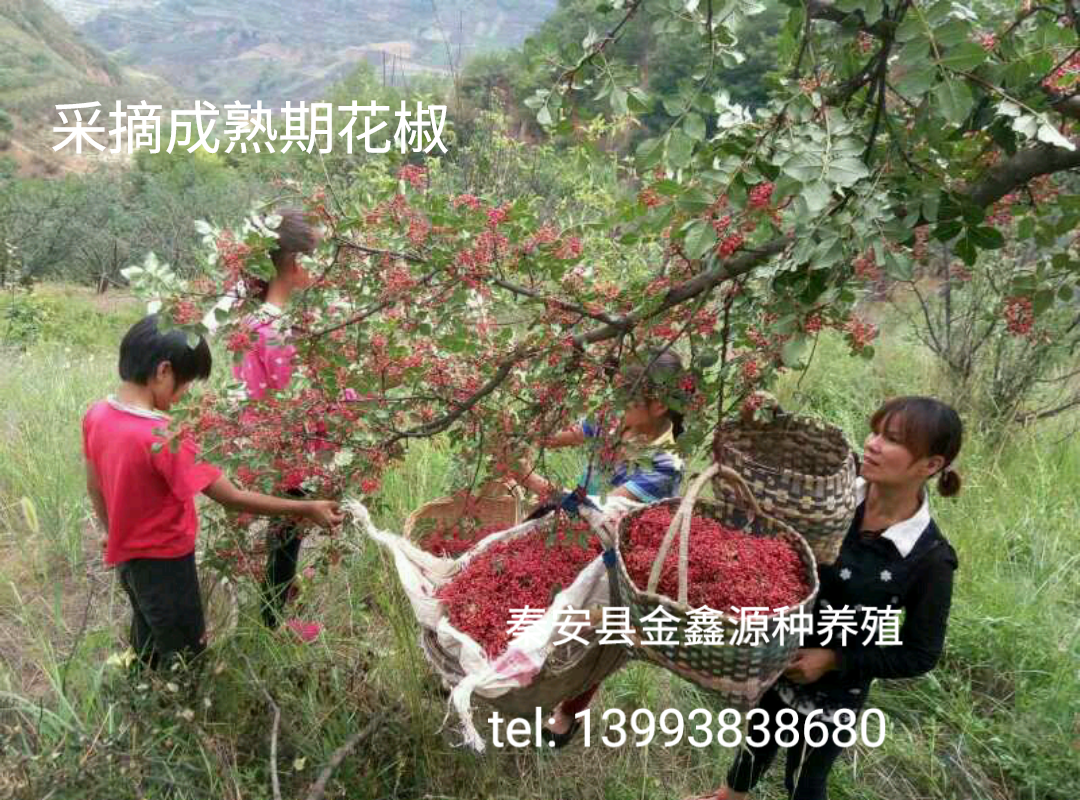 秦安大紅袍