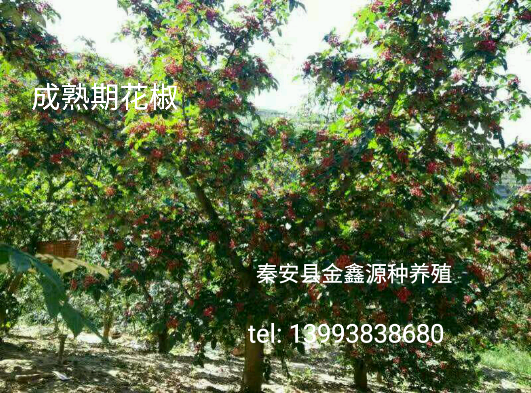 秦安大紅袍