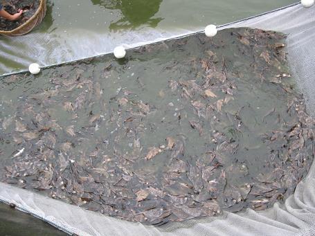 大量供應(yīng)長江胭脂魚苗 胭脂魚魚批發(fā)價格 廣西胭脂魚魚苗批發(fā)價格